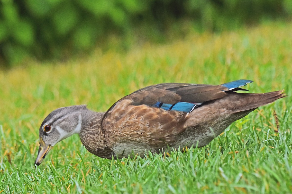 Canard branchu - ML646707199