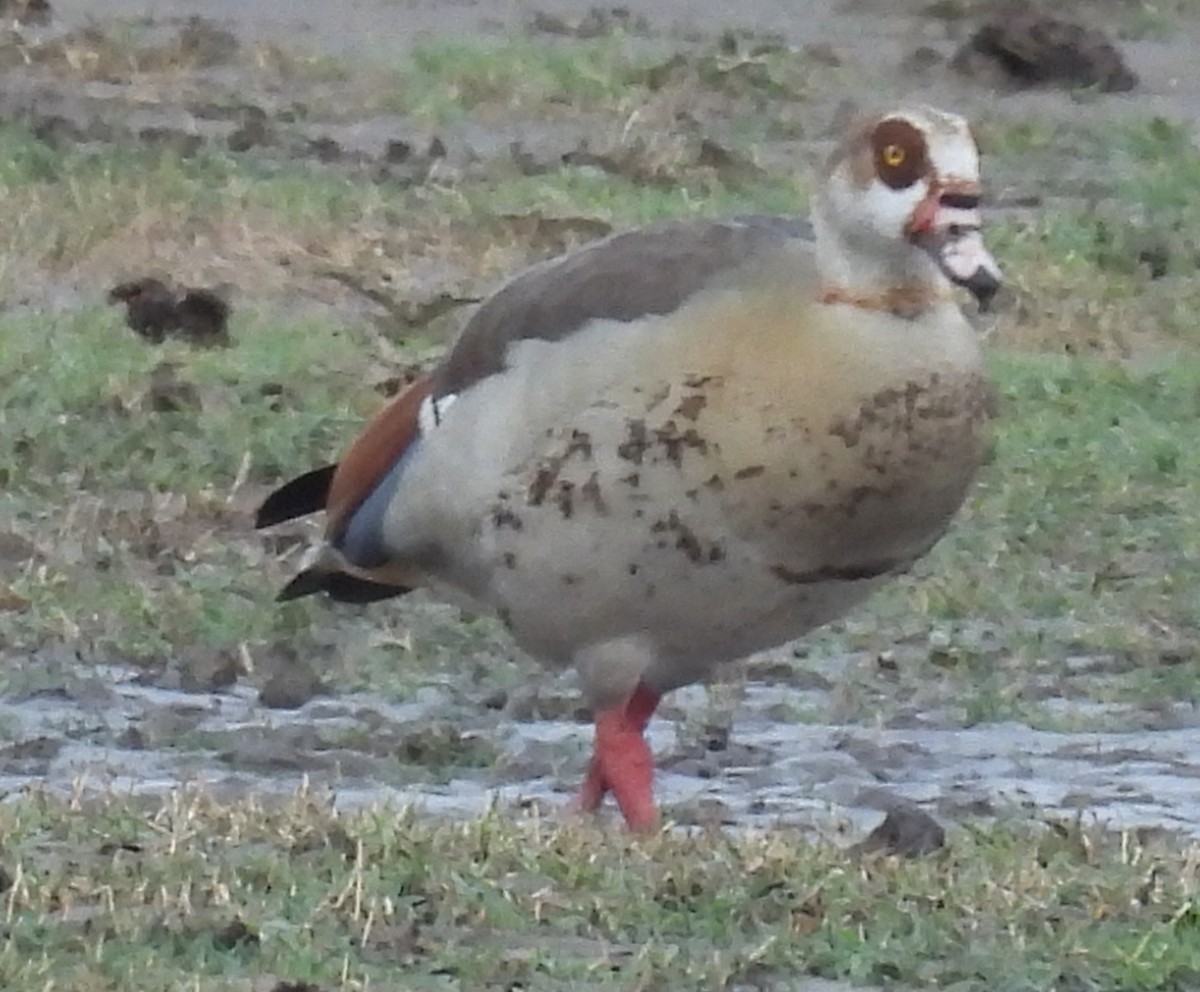 Ganso del Nilo - ML646707200