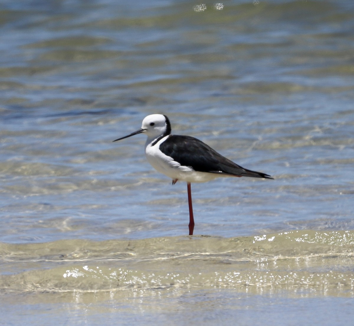 Pied Stilt - ML646707201