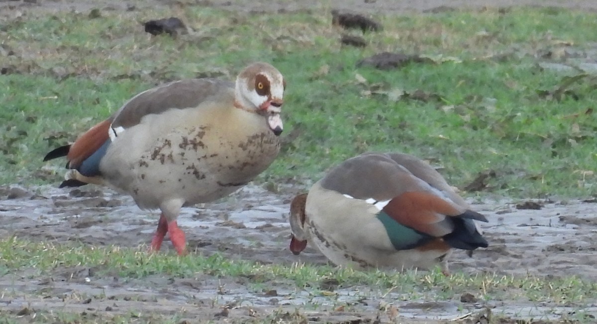 Ganso del Nilo - ML646707202