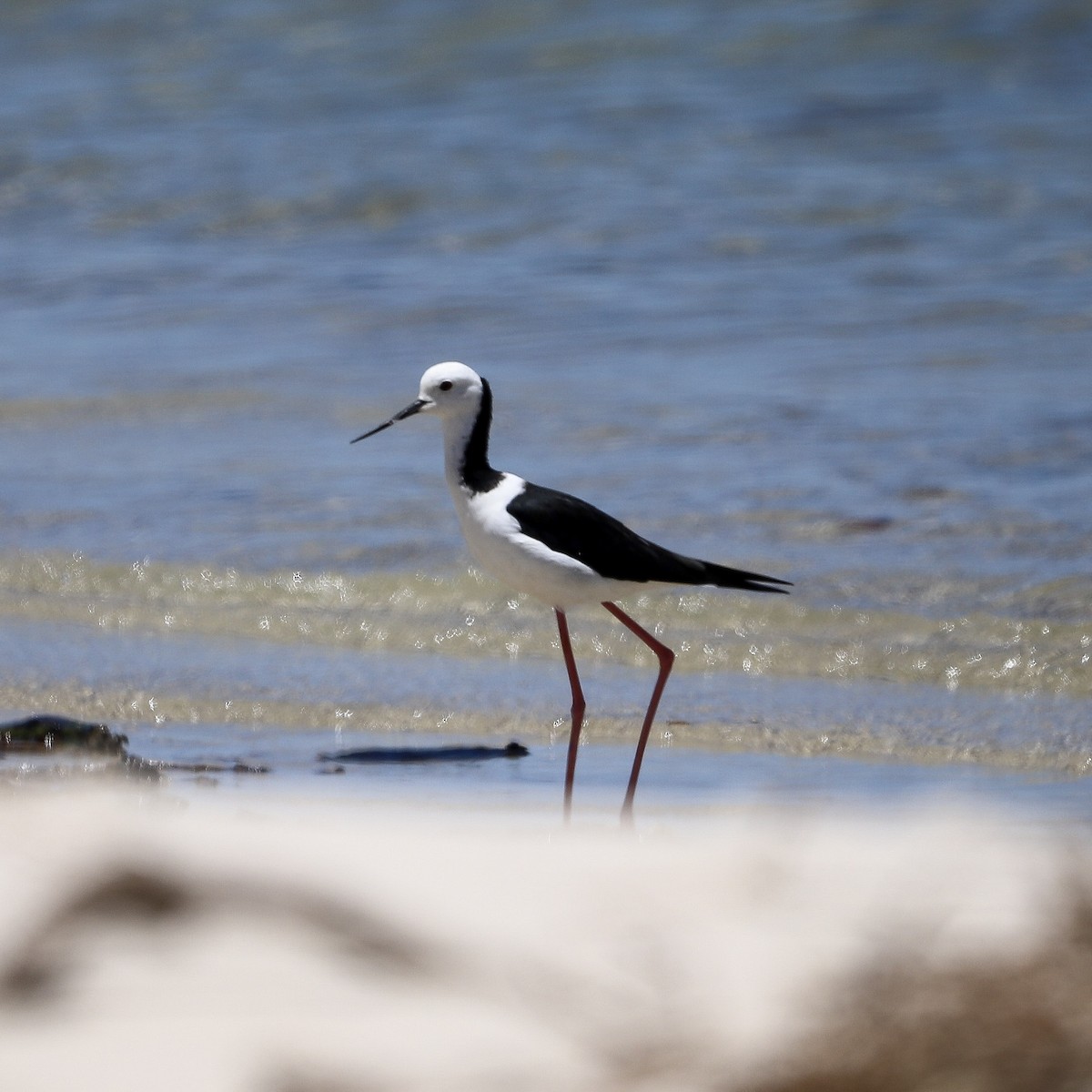 Pied Stilt - ML646707203