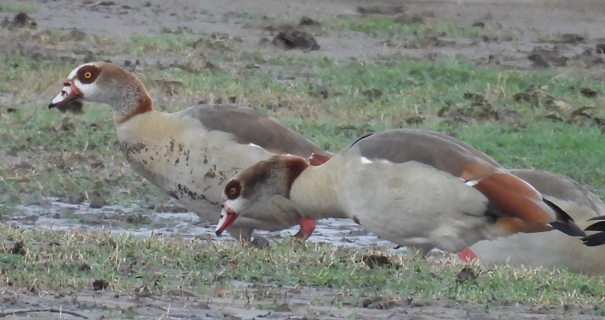 Ganso del Nilo - ML646707204