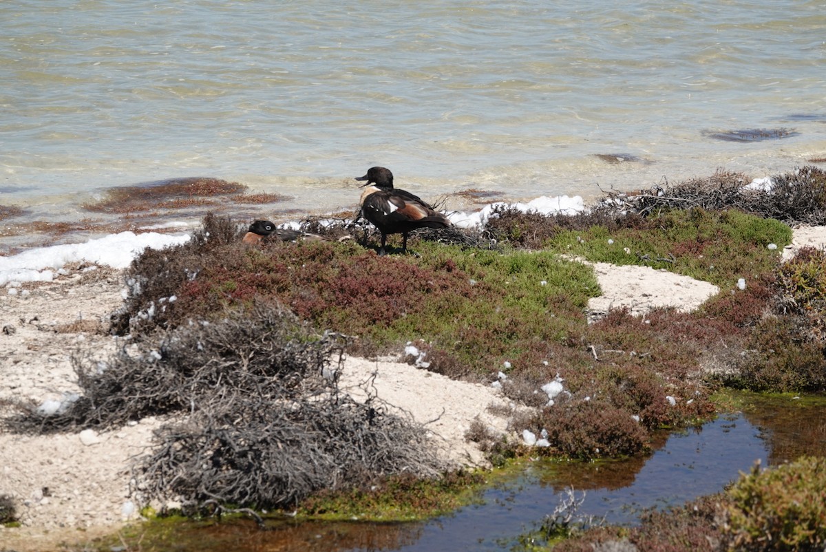 Australian Shelduck - ML646707205