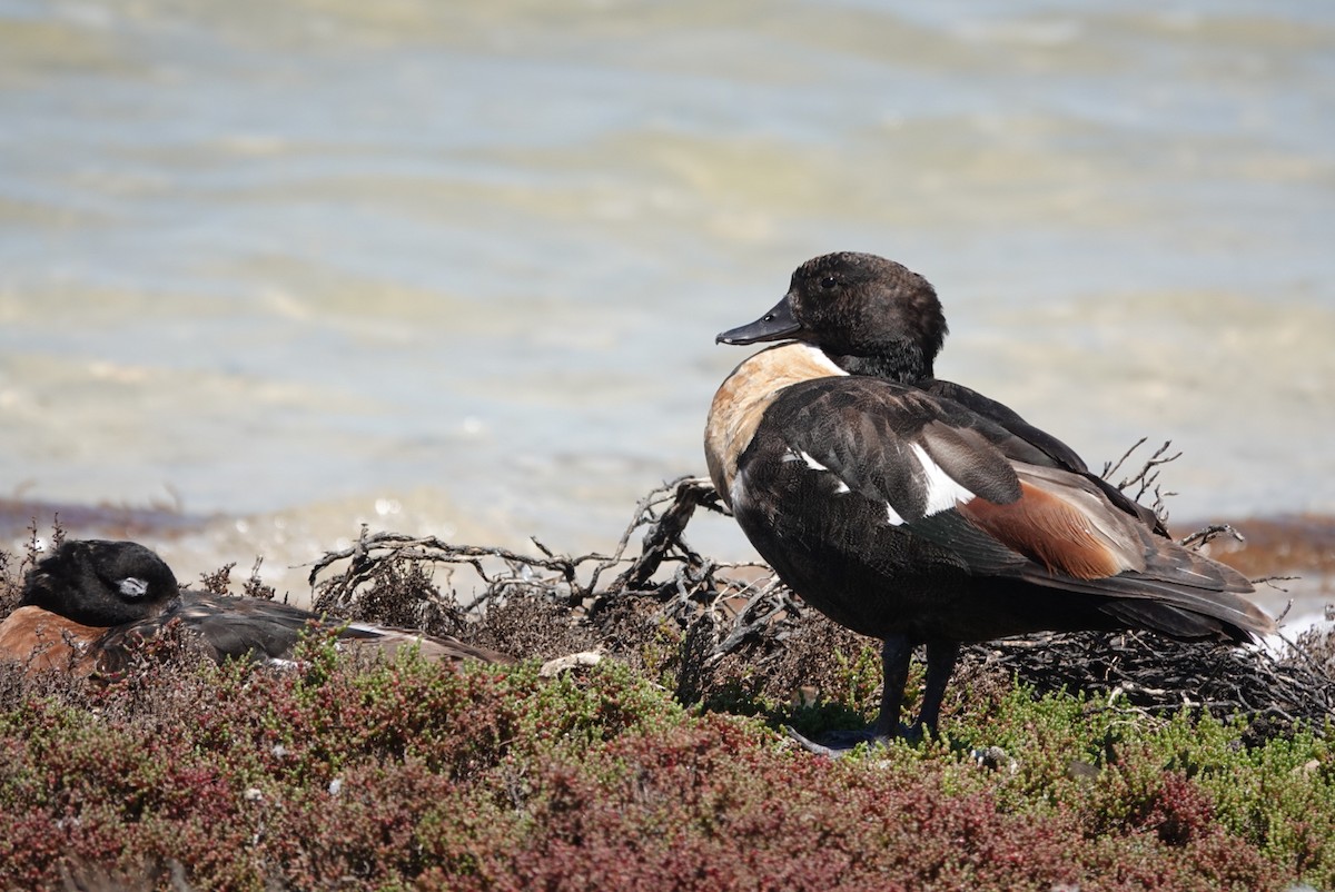 Australian Shelduck - ML646707206