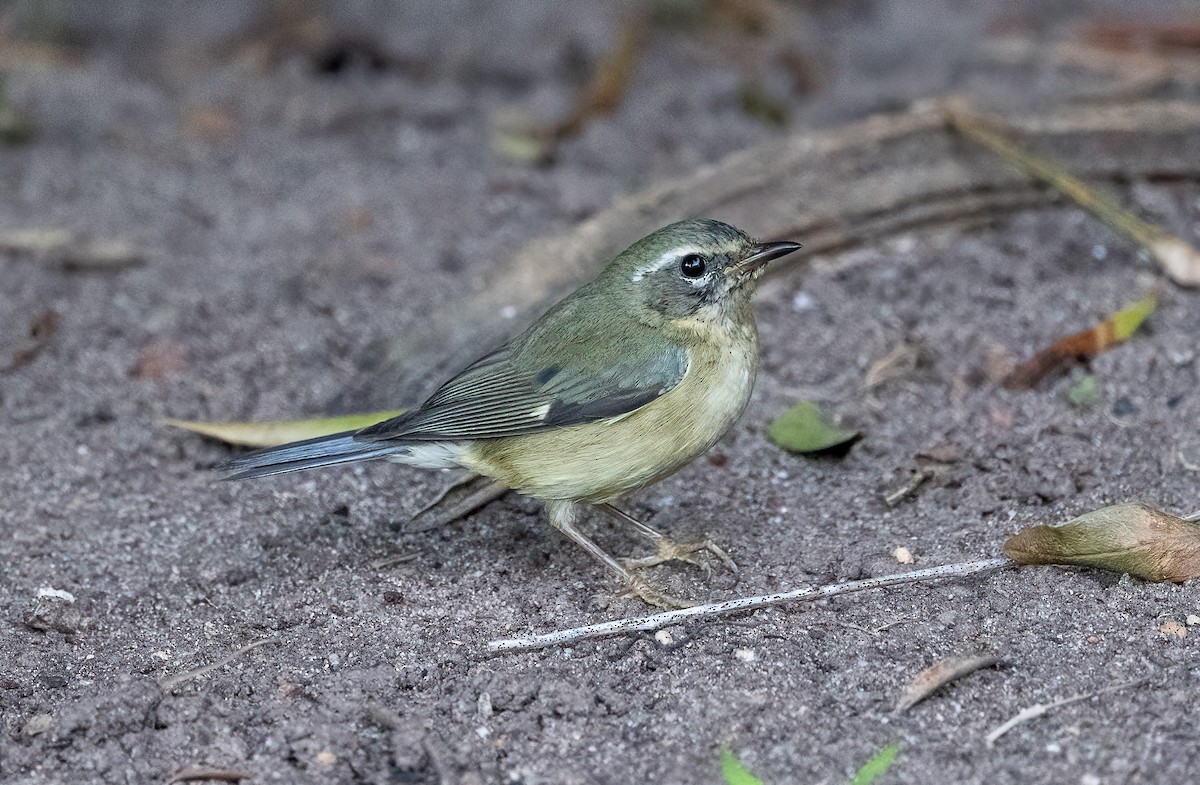 Reinita Azulada - ML646707207