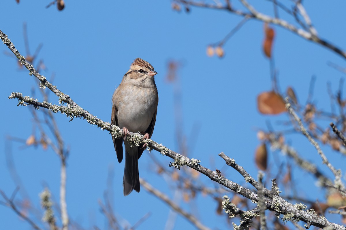 Chingolo Cejiblanco - ML646707208