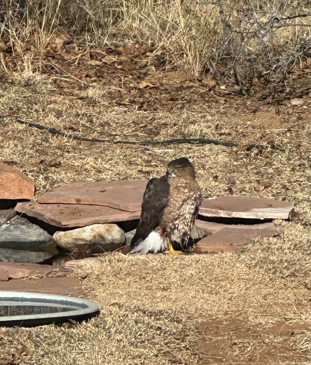 Gavilán de Cooper - ML646707210