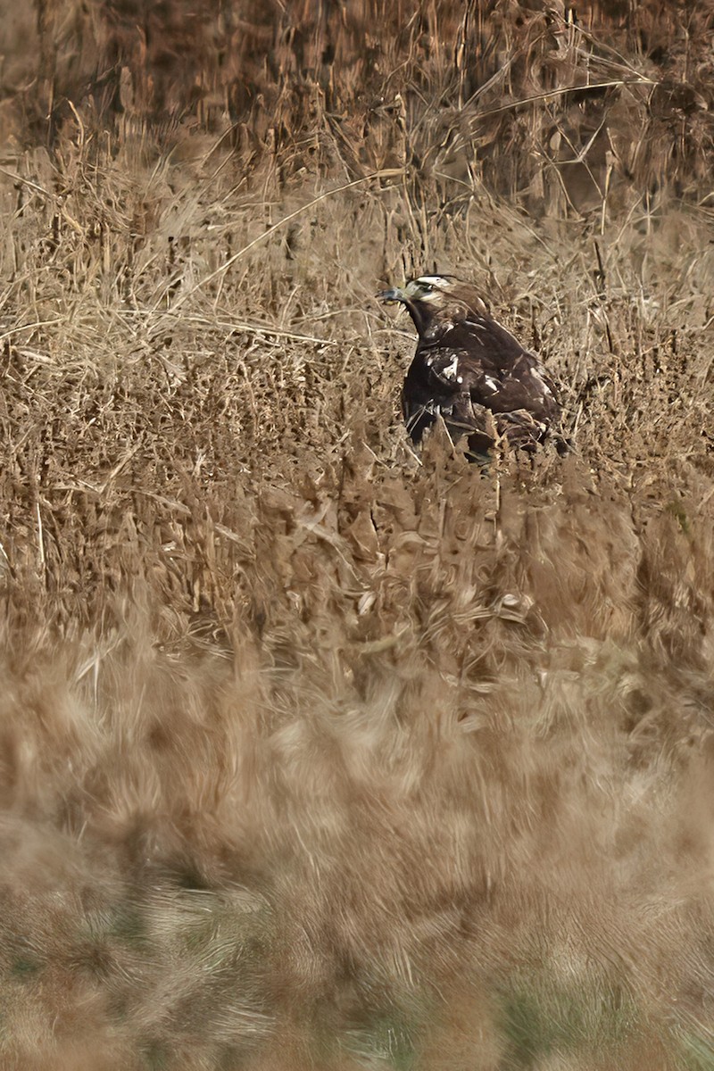 Mirotz zuri iparramerikarra - ML646707213