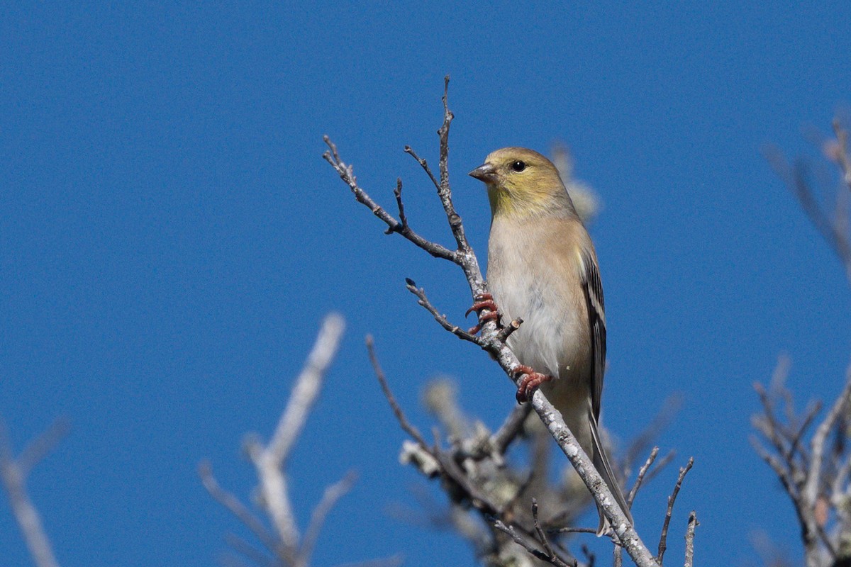 Jilguero Yanqui - ML646707214