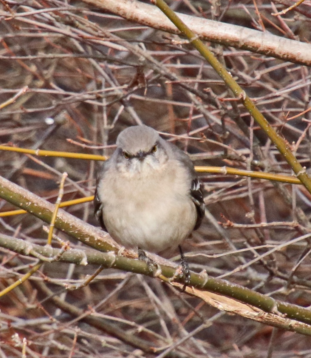 Northern Mockingbird - ML646707216