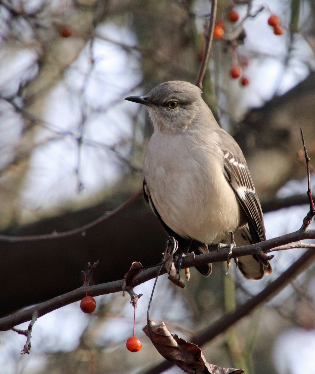 Northern Mockingbird - ML646707217