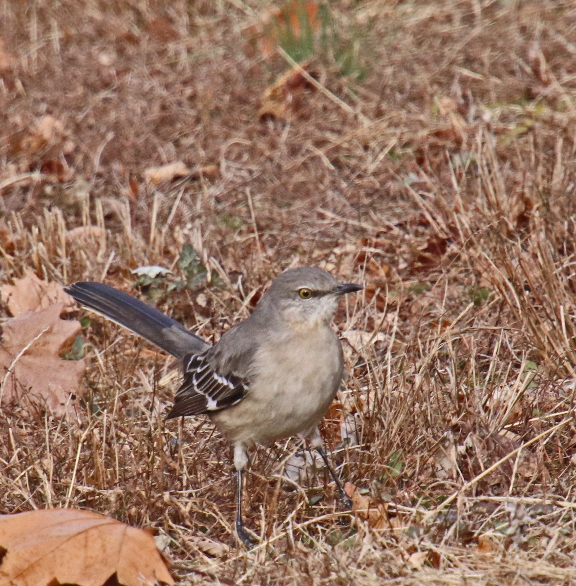 Northern Mockingbird - ML646707218
