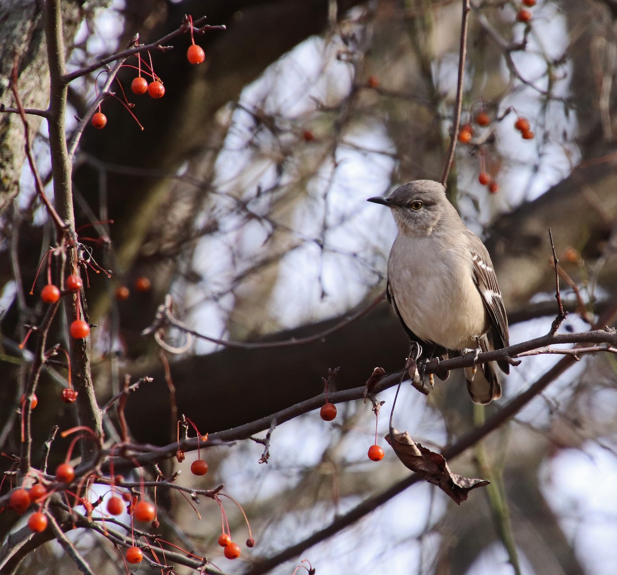 Northern Mockingbird - ML646707219
