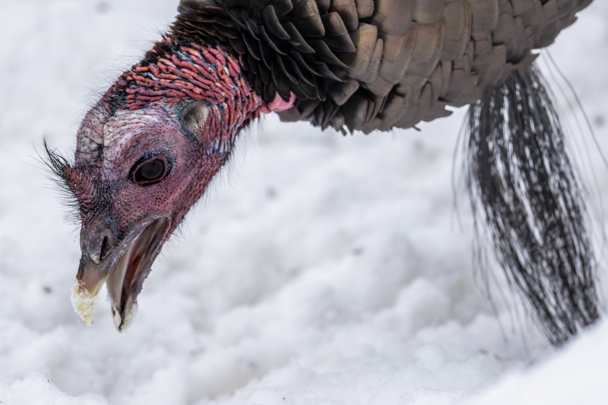 Wild Turkey - ML646707220