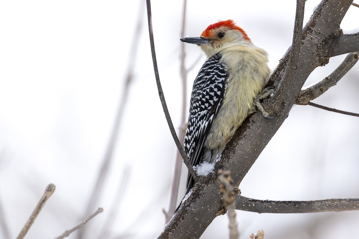 Red-bellied Woodpecker - ML646707222