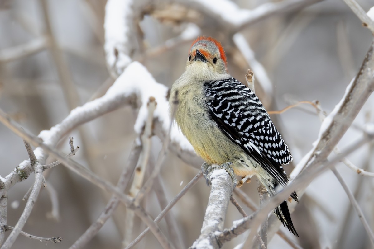 Red-bellied Woodpecker - ML646707223