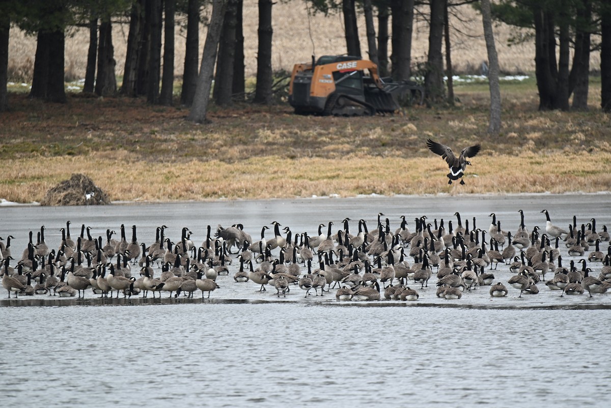 Canada Goose - ML646707224