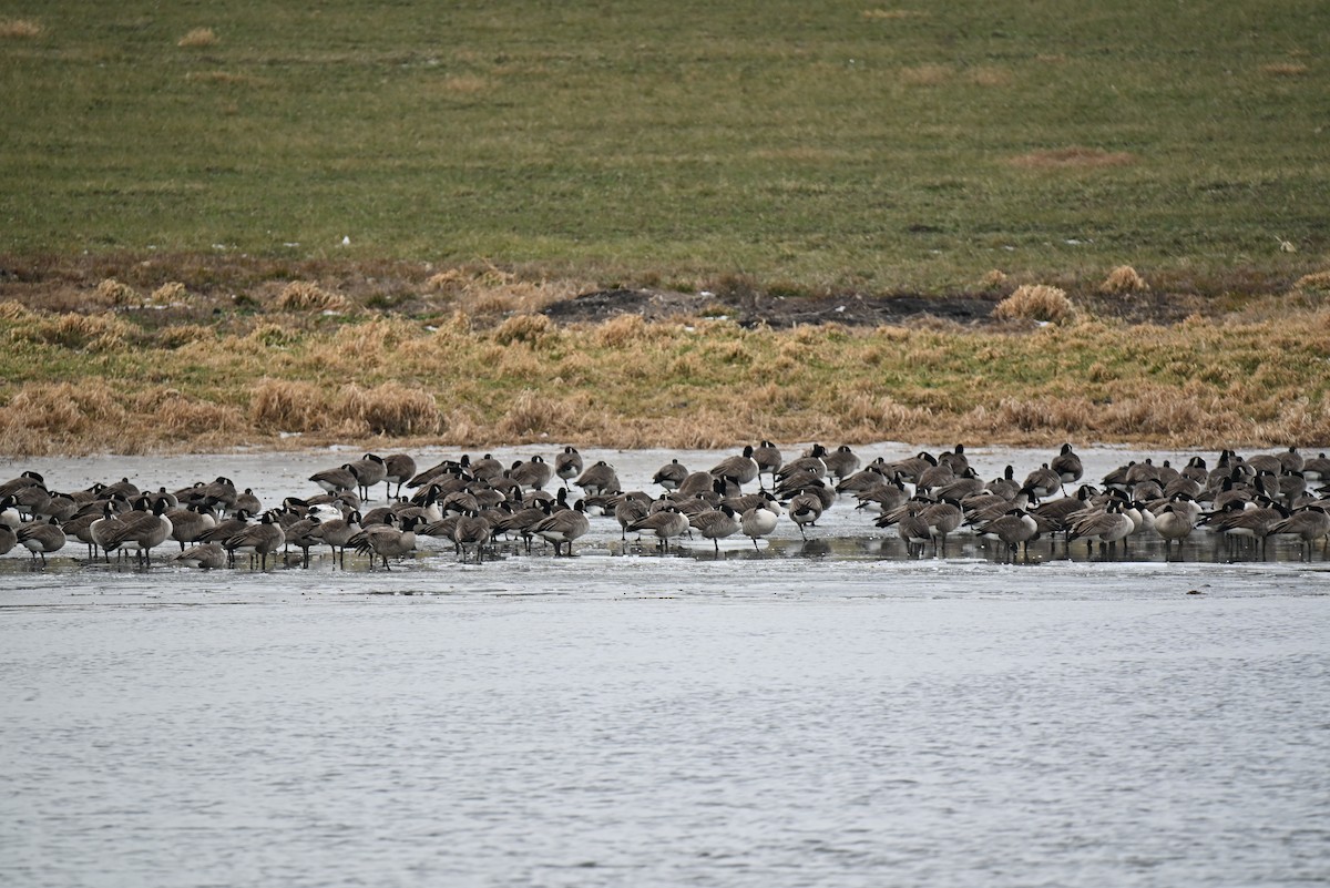Canada Goose - ML646707225