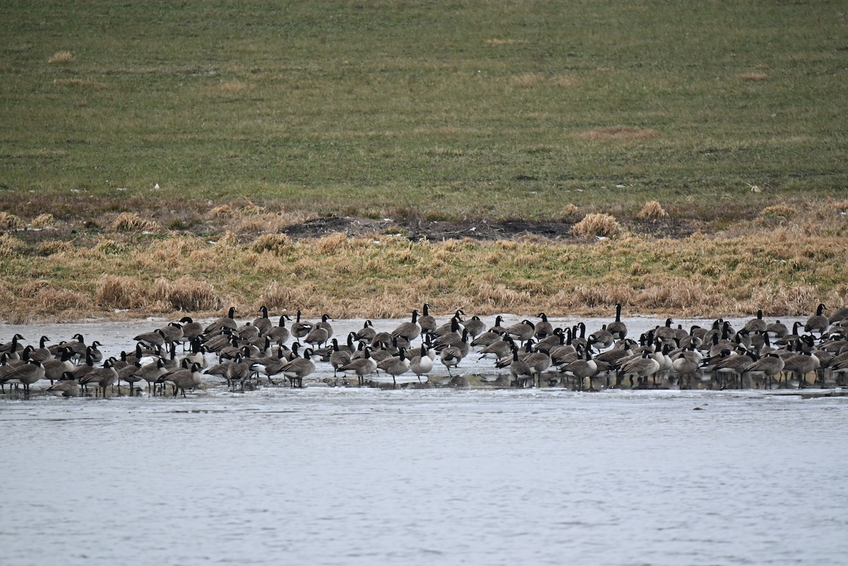 Canada Goose - ML646707226
