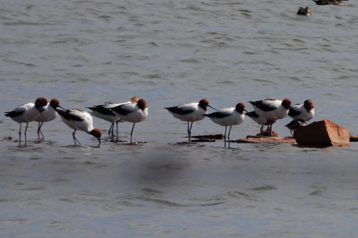 Red-necked Avocet - ML646707227