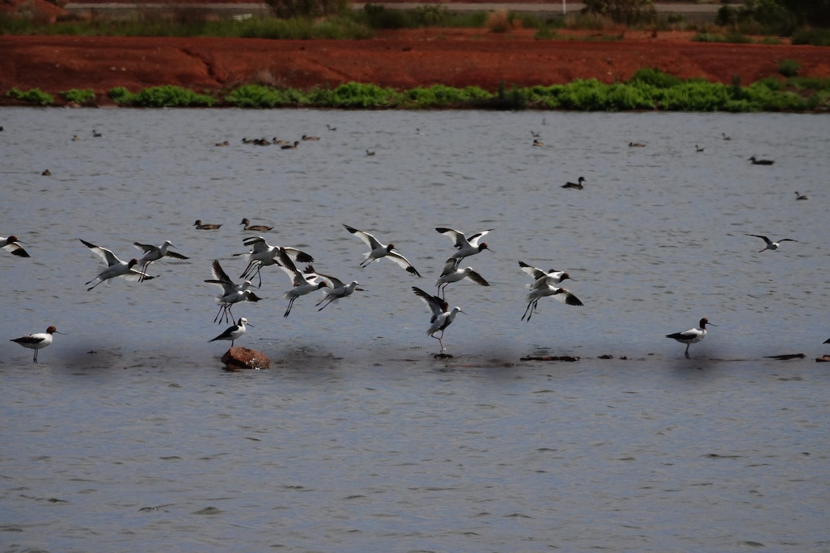 Red-necked Avocet - ML646707228