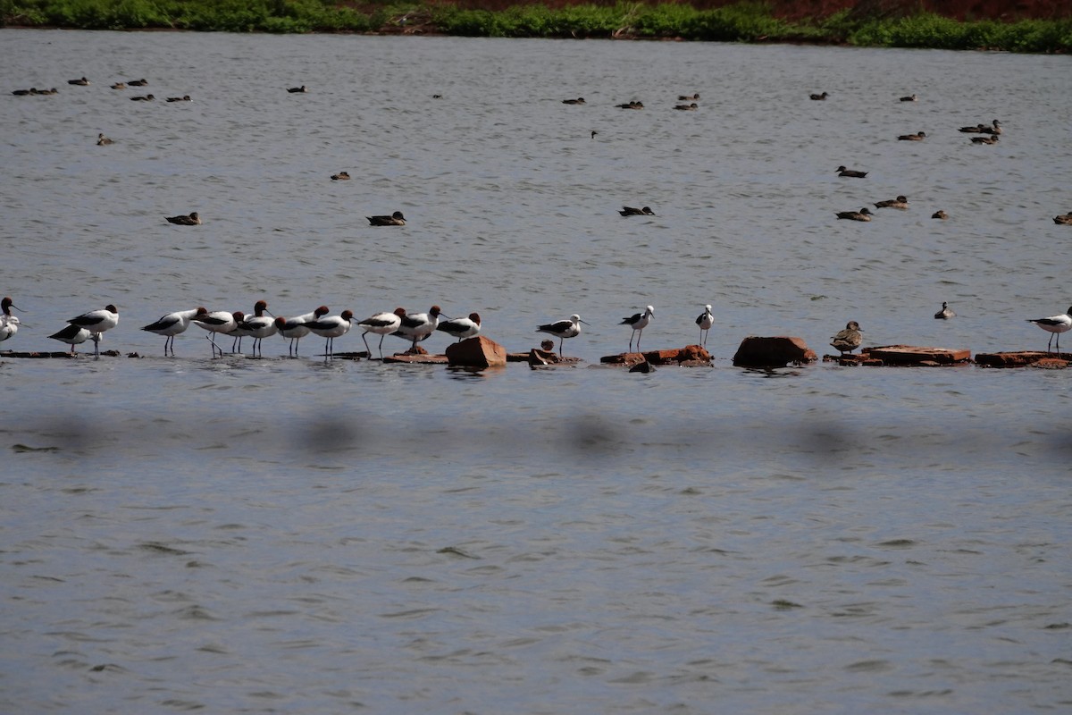 Red-necked Avocet - ML646707229