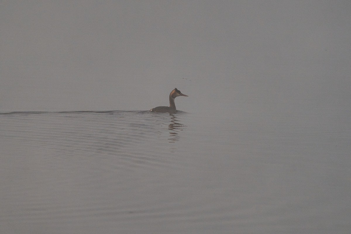 Murgil mottoduna - ML646707231