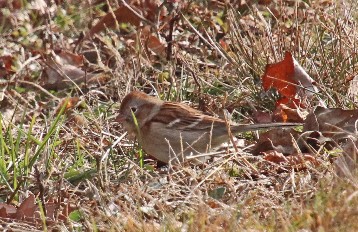 Field Sparrow - ML646707232