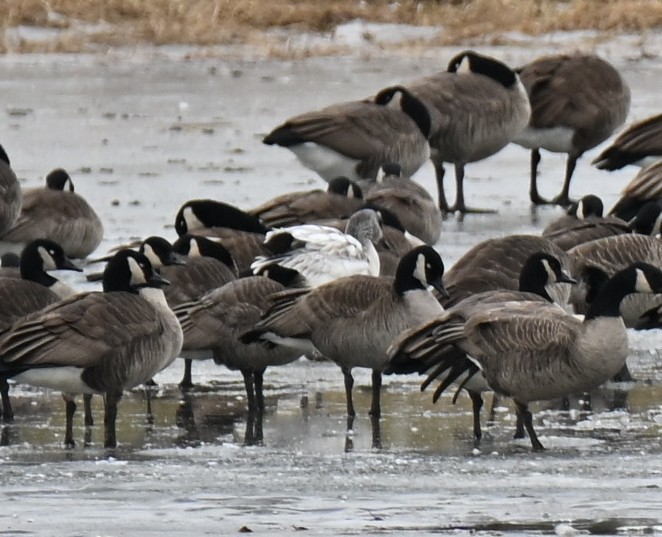 Snow Goose - ML646707235