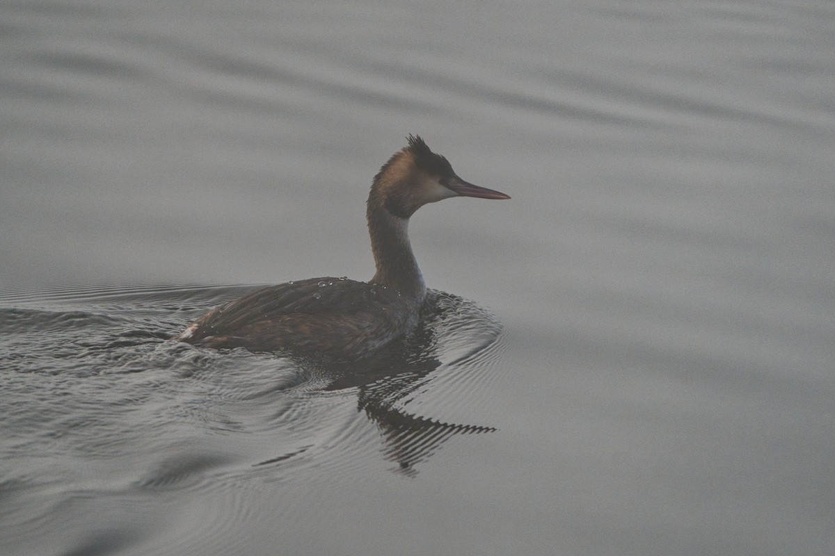 Murgil mottoduna - ML646707236