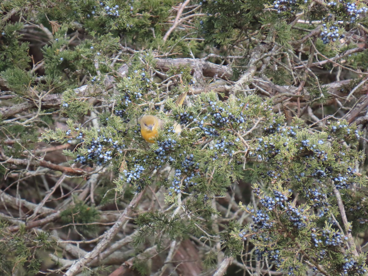 Baltimore Oriole - ML646707237