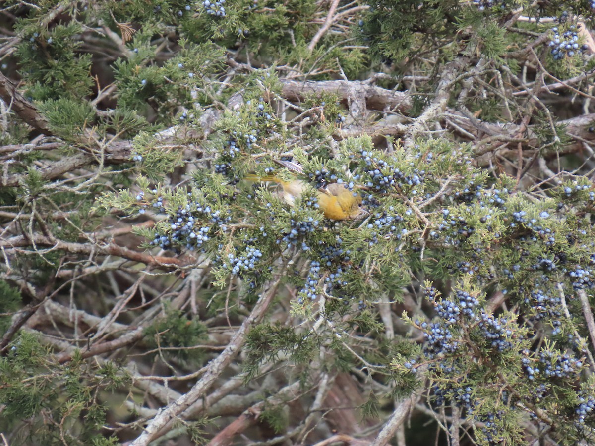 Baltimore Oriole - ML646707238