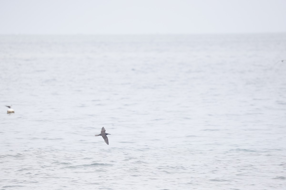 svartnoddy - ML646707239