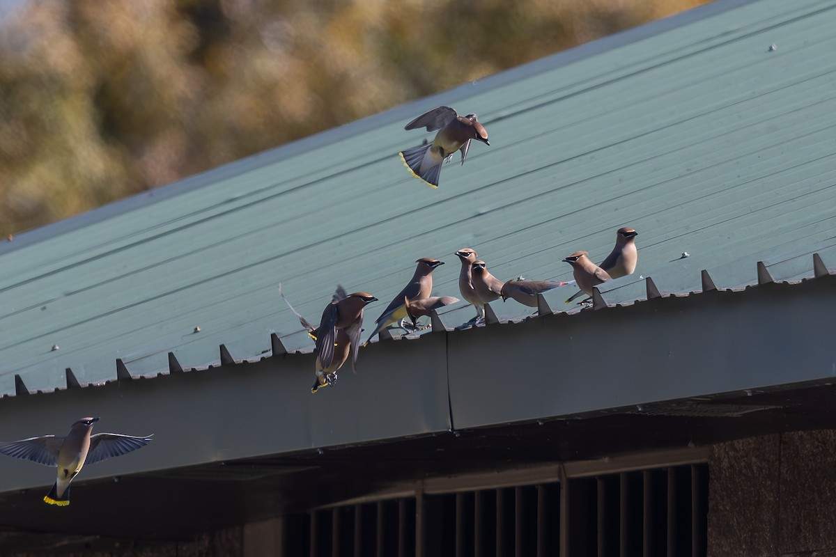 Cedar Waxwing - ML646707240