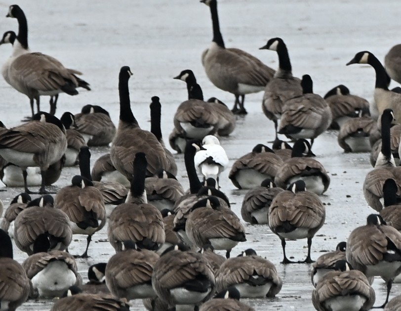 Snow/Ross's Goose - ML646707242