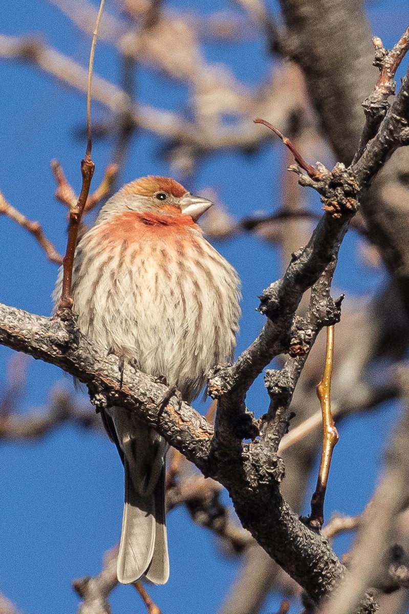 House Finch - ML646707243
