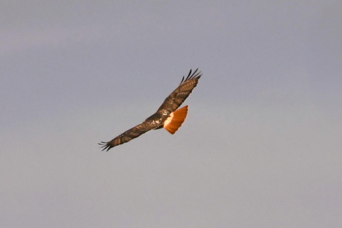 Kızıl Kuyruklu Şahin - ML646707246