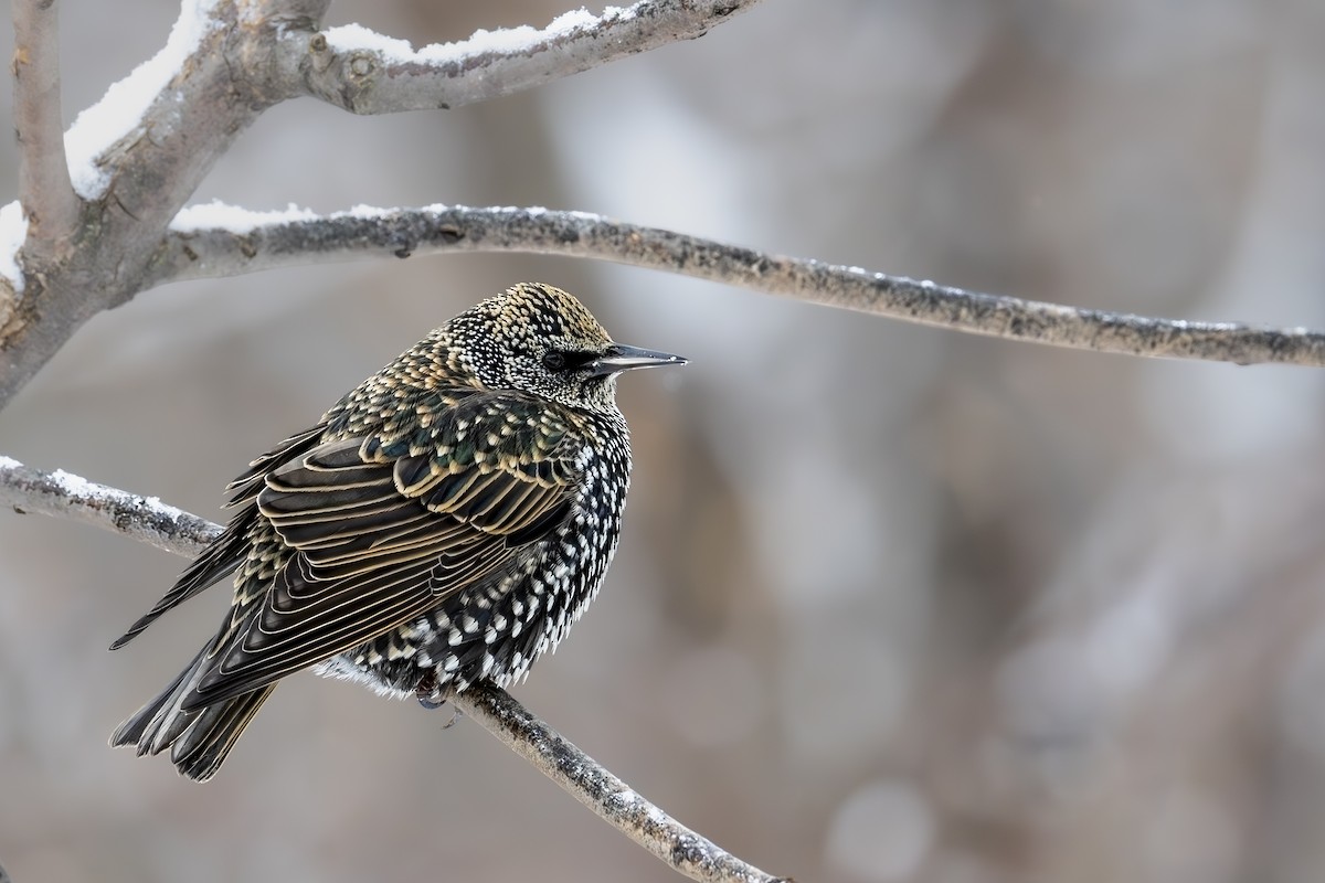 European Starling - ML646707247