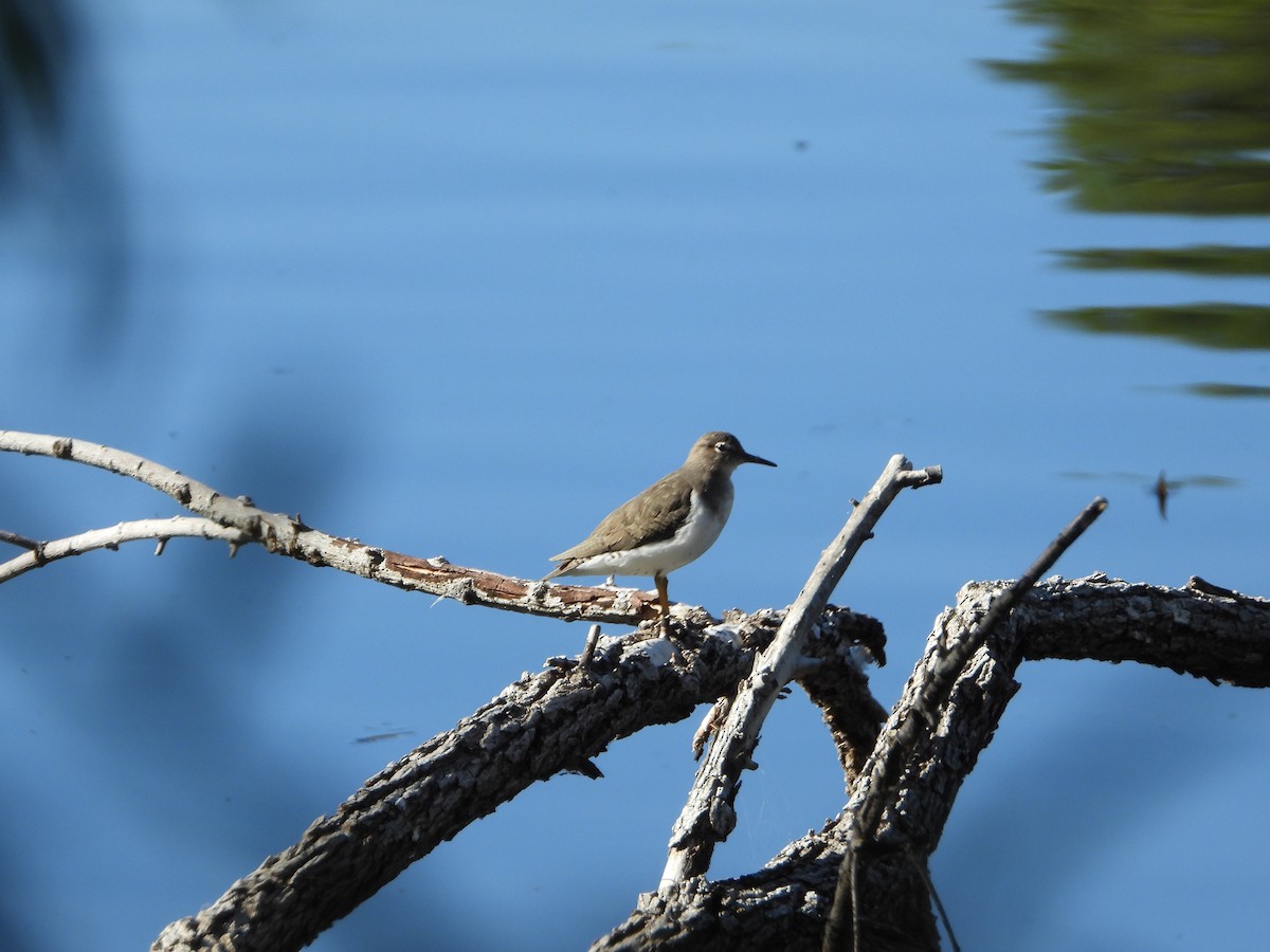 Spotted Sandpiper - ML646707252