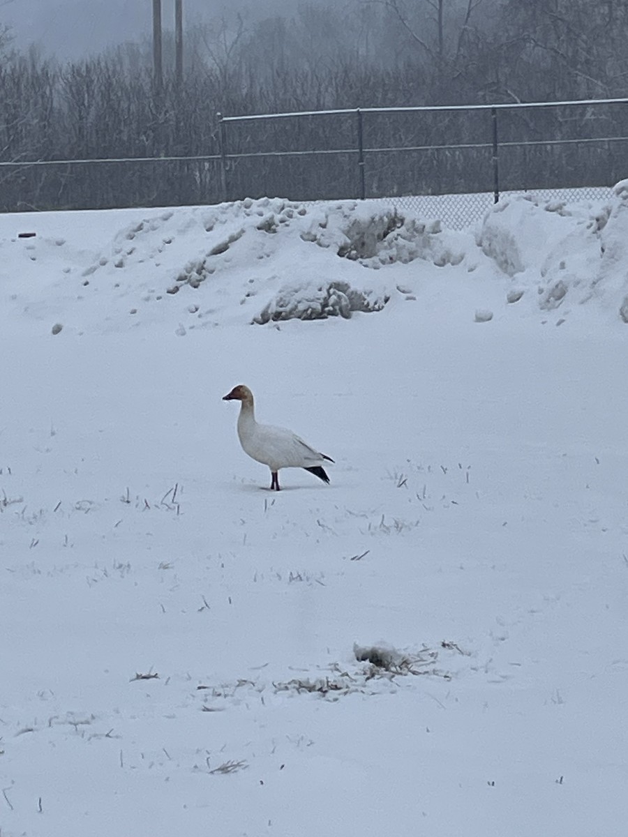 Snow Goose - ML646707253