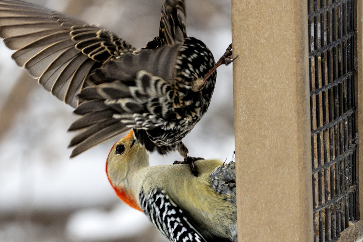Red-bellied Woodpecker - ML646707254