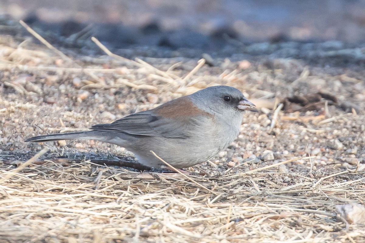 Dark-eyed Junco - ML646707257