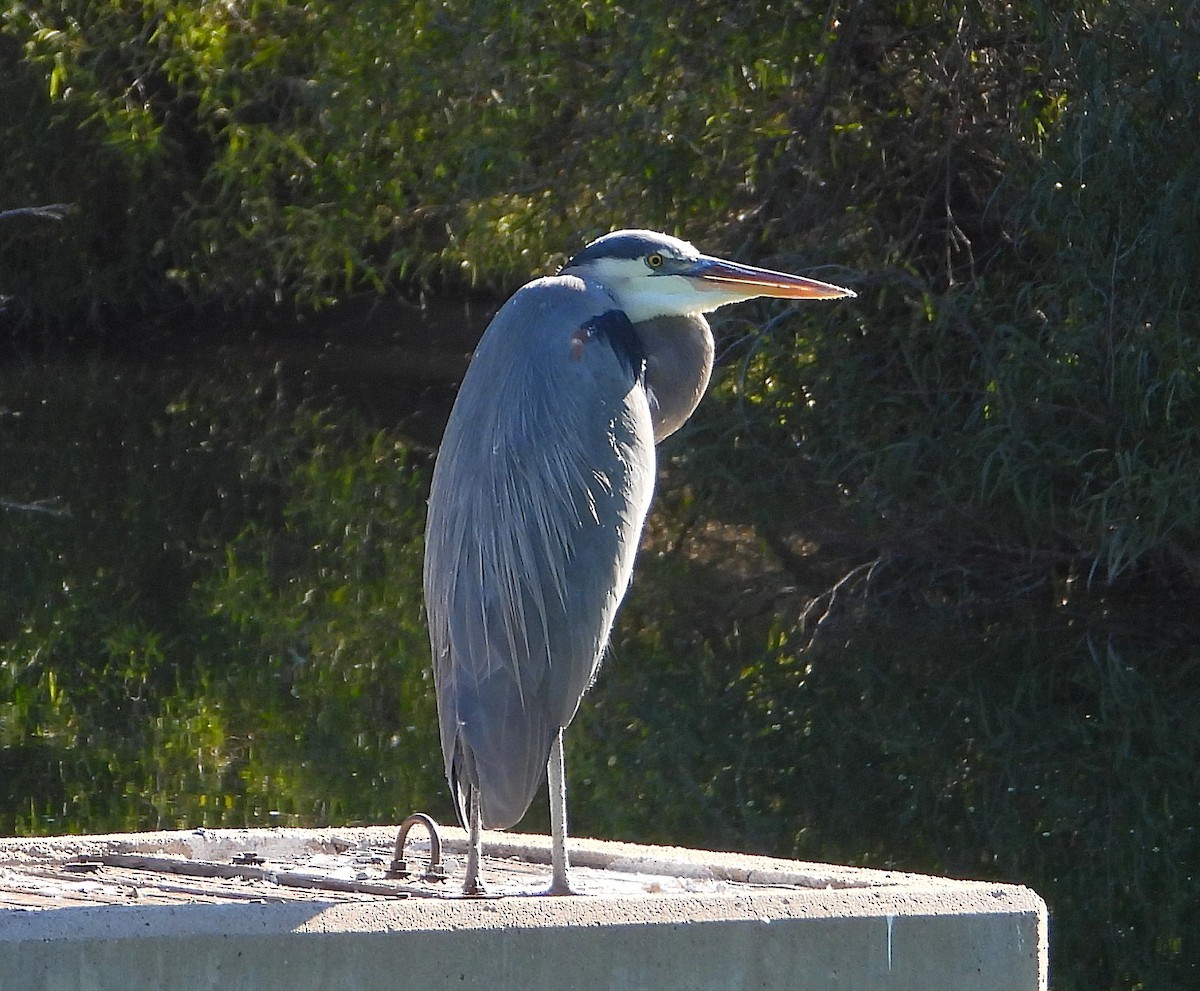 Great Blue Heron - ML646707260