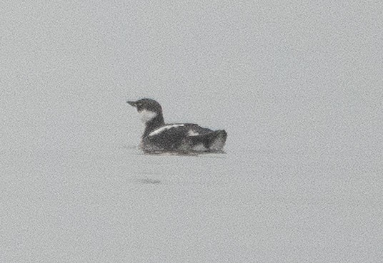 Marbled Murrelet - ML646707263