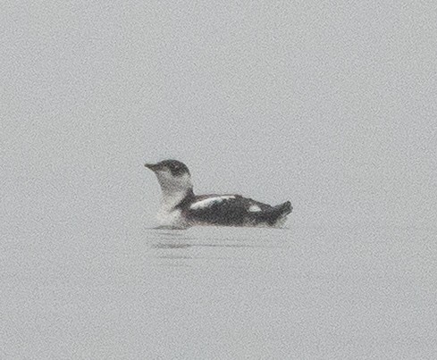 Marbled Murrelet - ML646707264