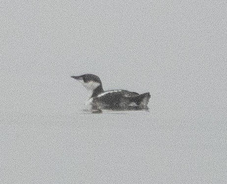 Marbled Murrelet - ML646707265