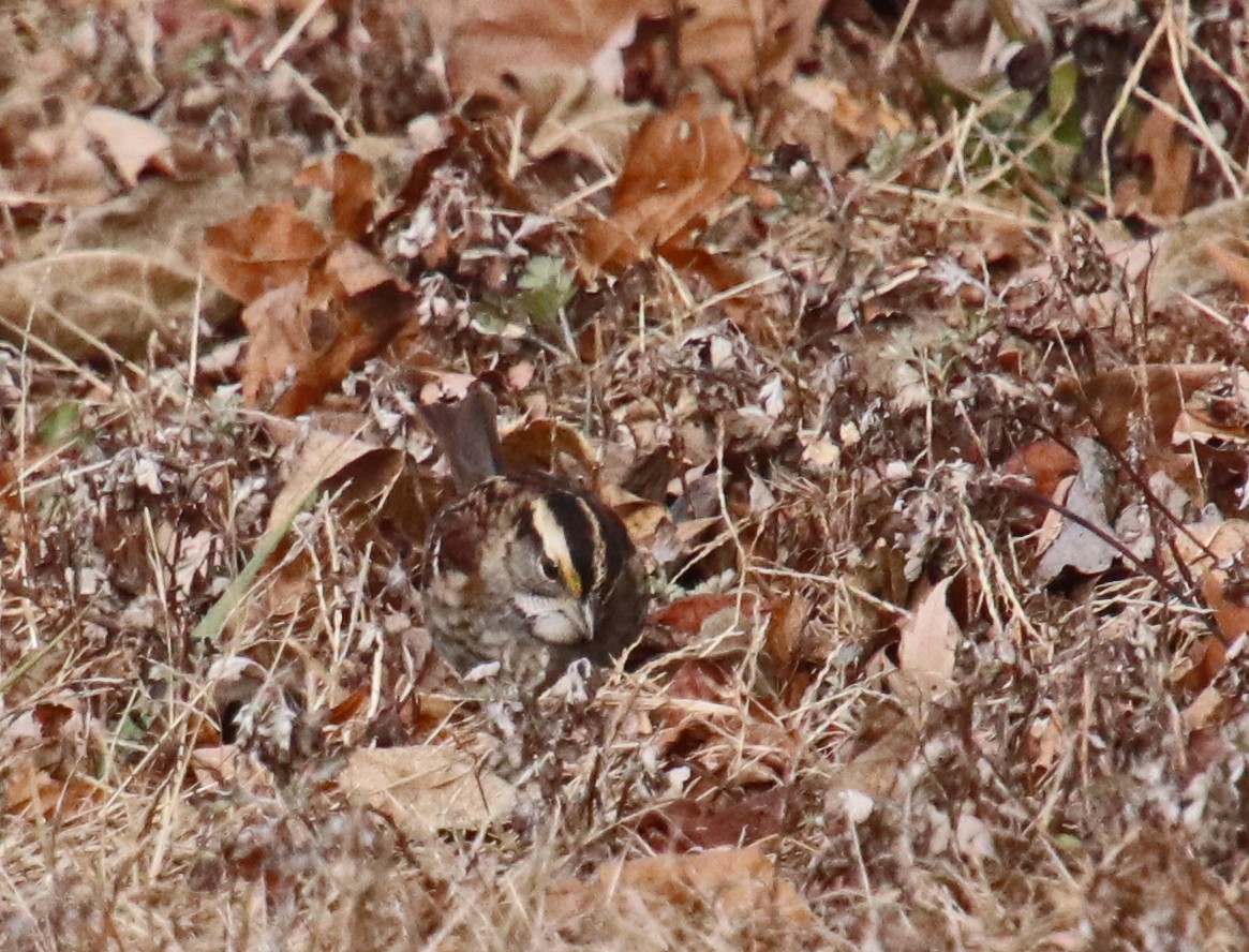 White-throated Sparrow - ML646707267