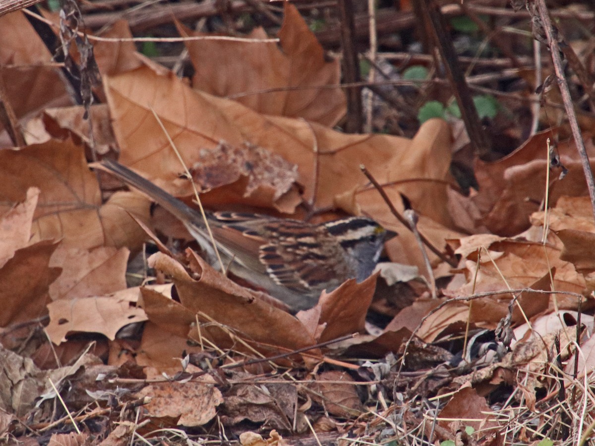 White-throated Sparrow - ML646707268