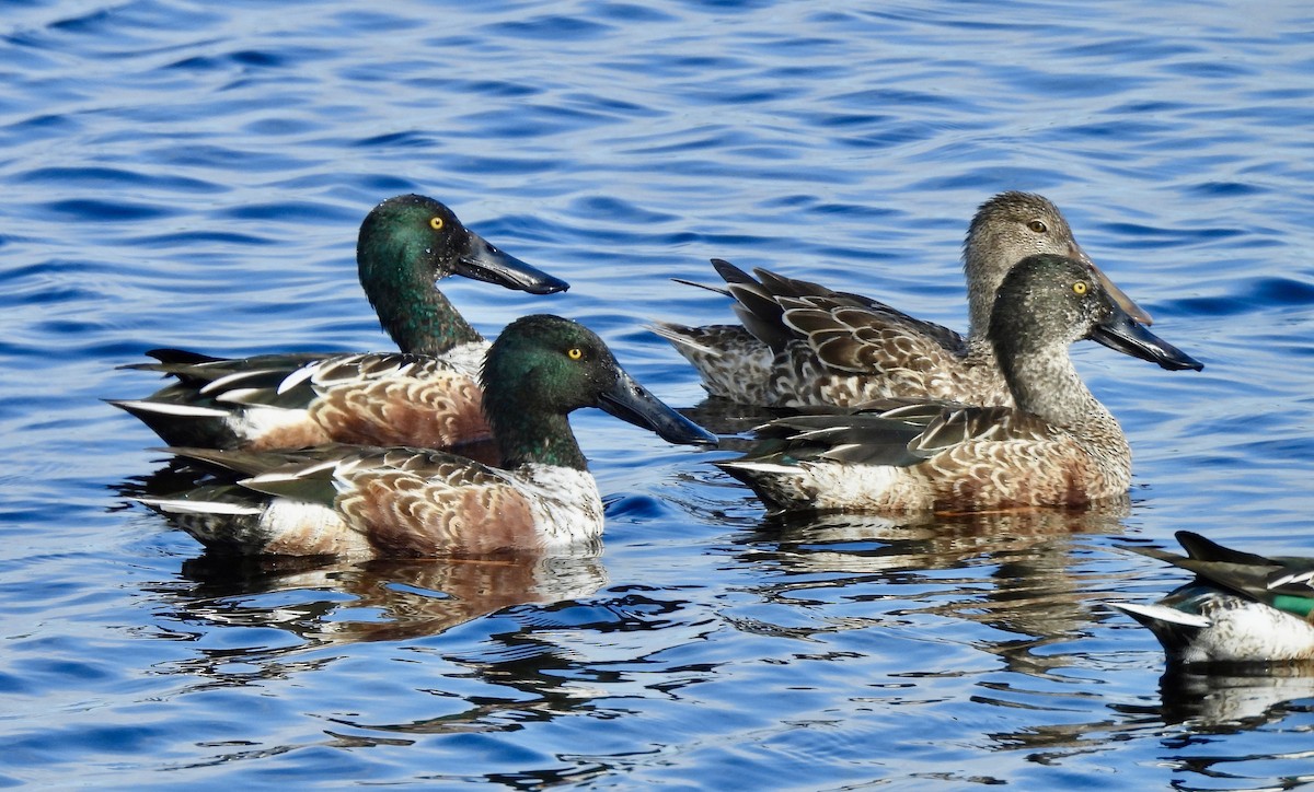 Northern Shoveler - ML646707269