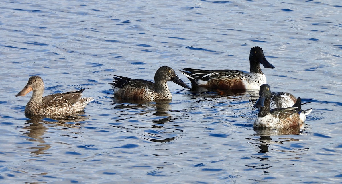 Northern Shoveler - ML646707270